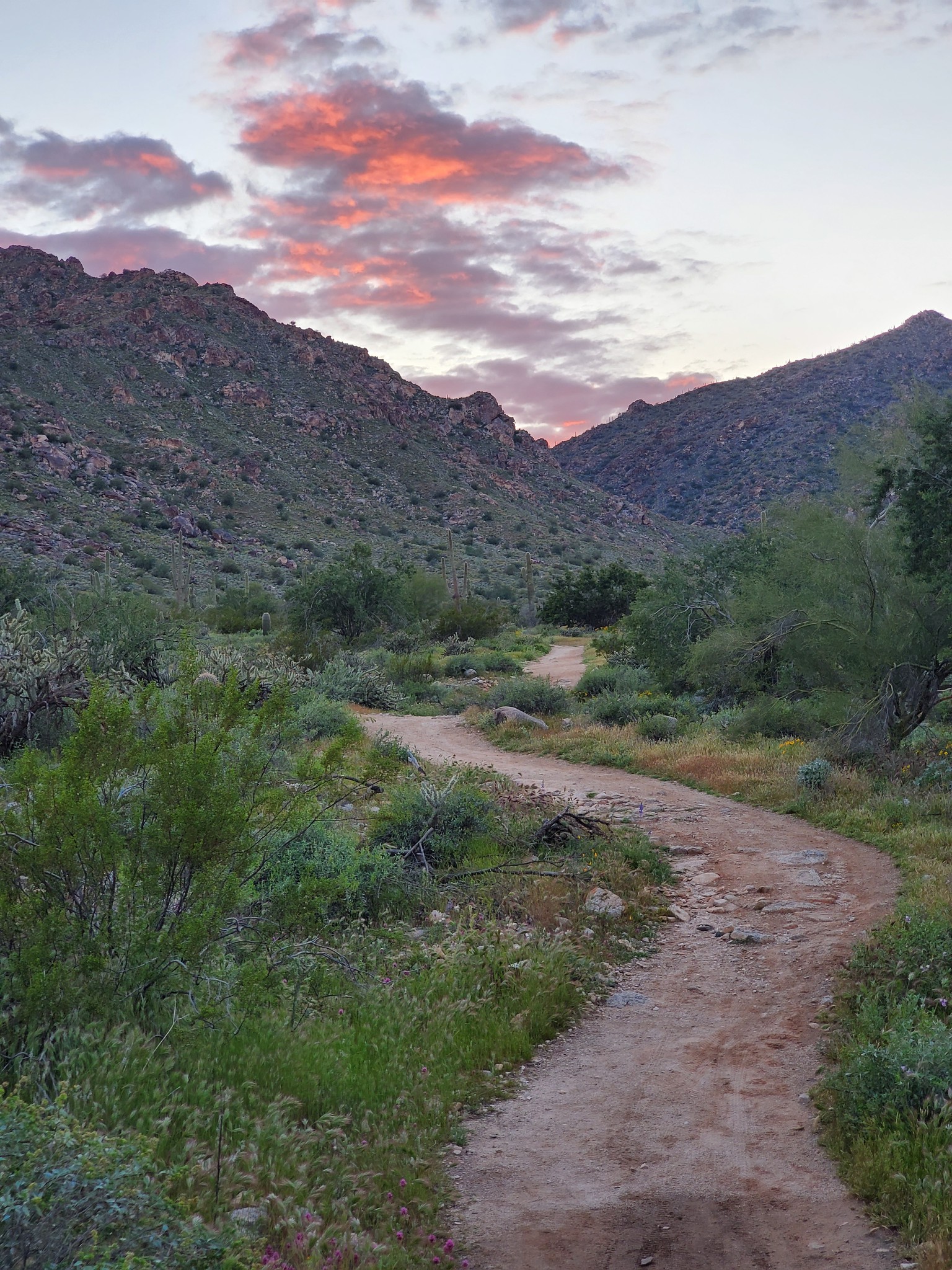 A serene image of a path within at Ford Canyon headed from flat land up into the mountains.